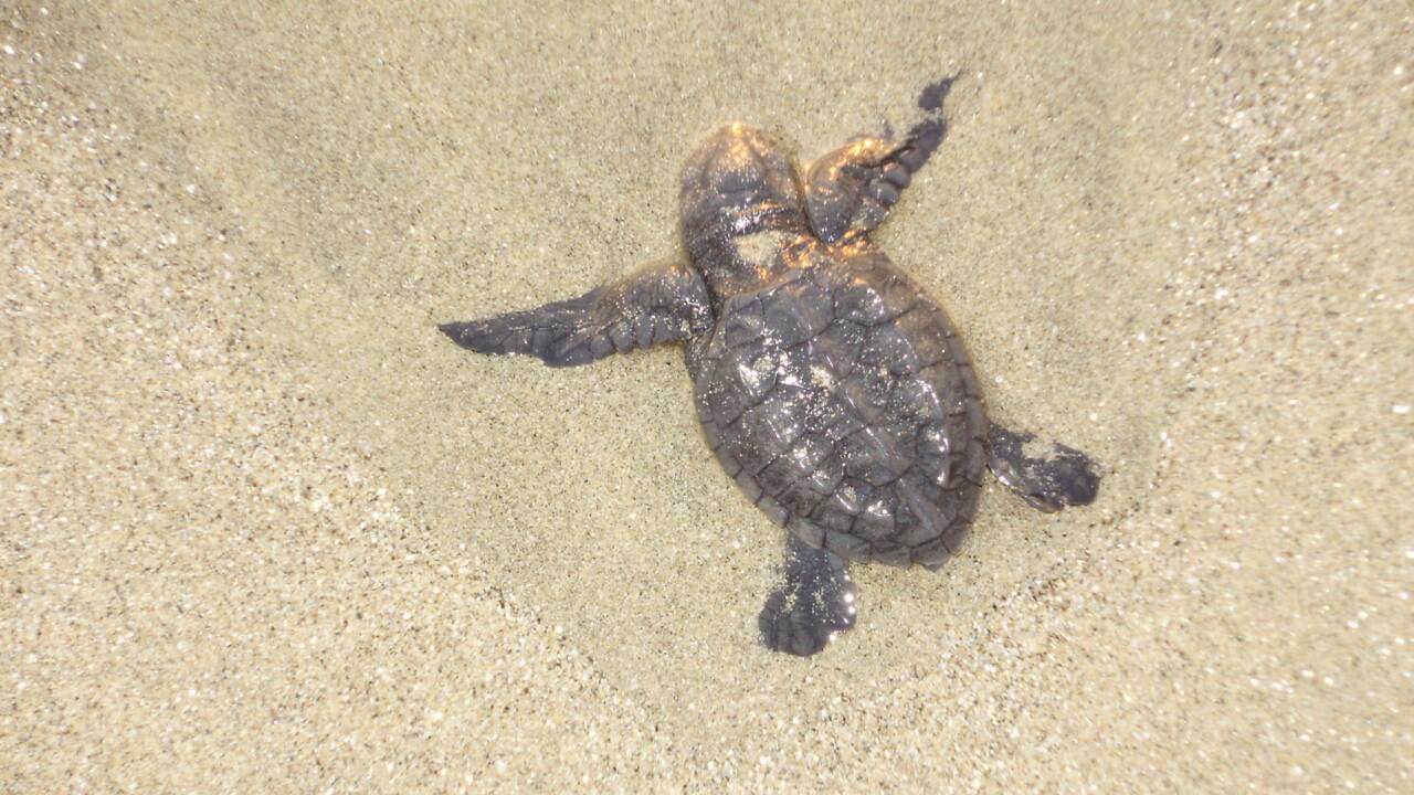 Une impressionnante nuée de milliers de tortues marines filmée au large du Costa Rica