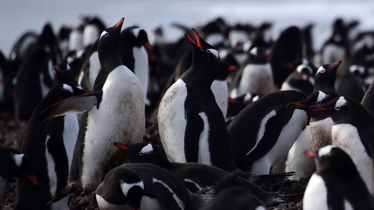 5 choses à savoir sur la faune en Antarctique