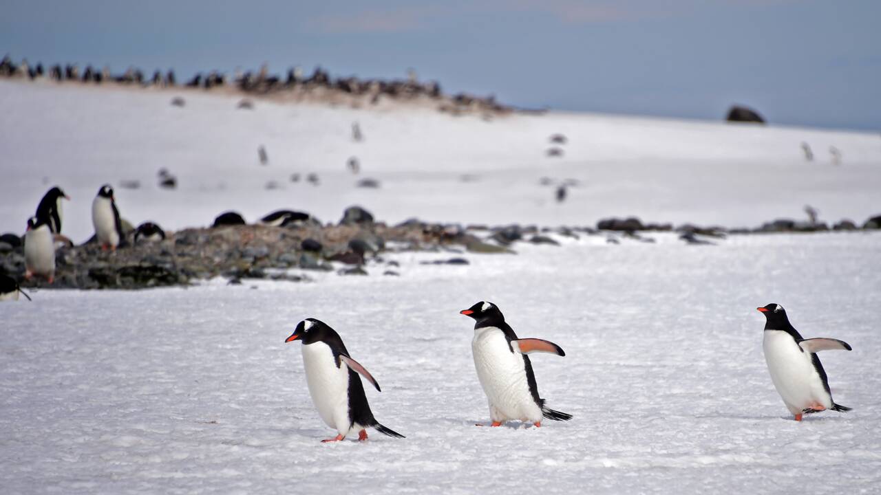 En Antarctique, les touristes en maillot de bain dans le jardin des manchots