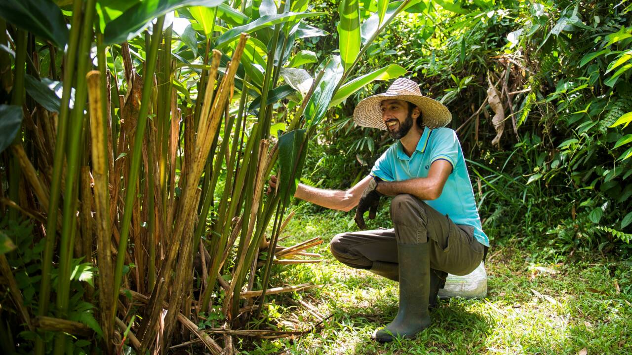 En Martinique, les plantes médicinales se modernisent pour soigner les maux