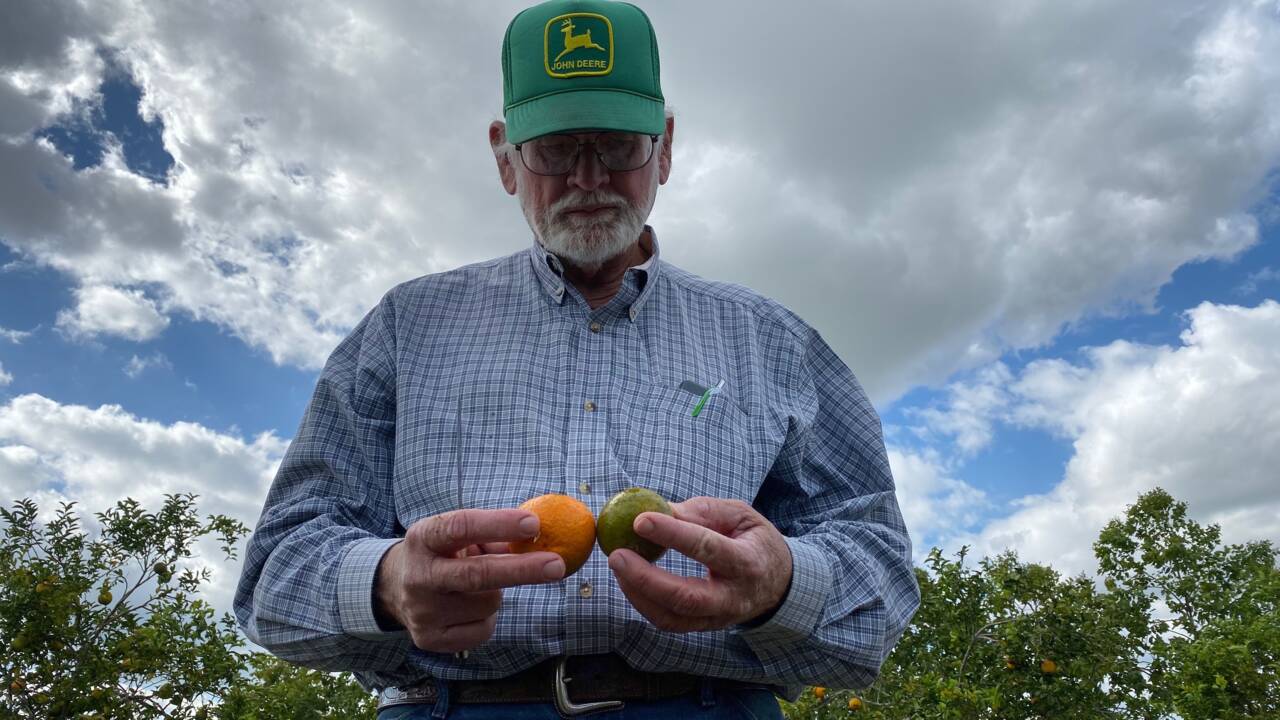 Rien n'arrête la bactérie qui tue les orangers de Floride (ou presque)
