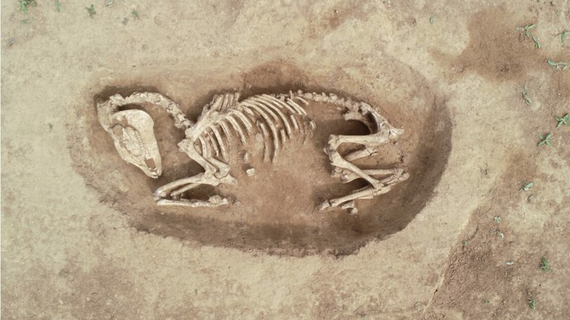 Archéologie : des tombes de chevaux découvertes dans le Calvados