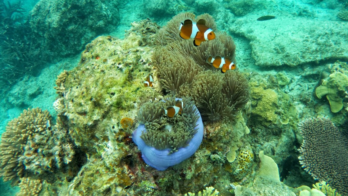 La Grande Barrière de corail pourrait être sauvée grâce à des haut-parleurs sous-marins