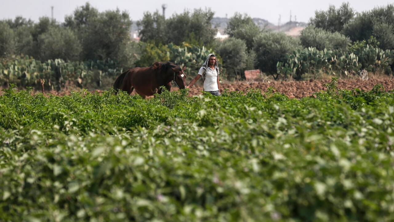 Gaza: des champs ravagés par les herbicides israéliens retrouvent une vie fragile