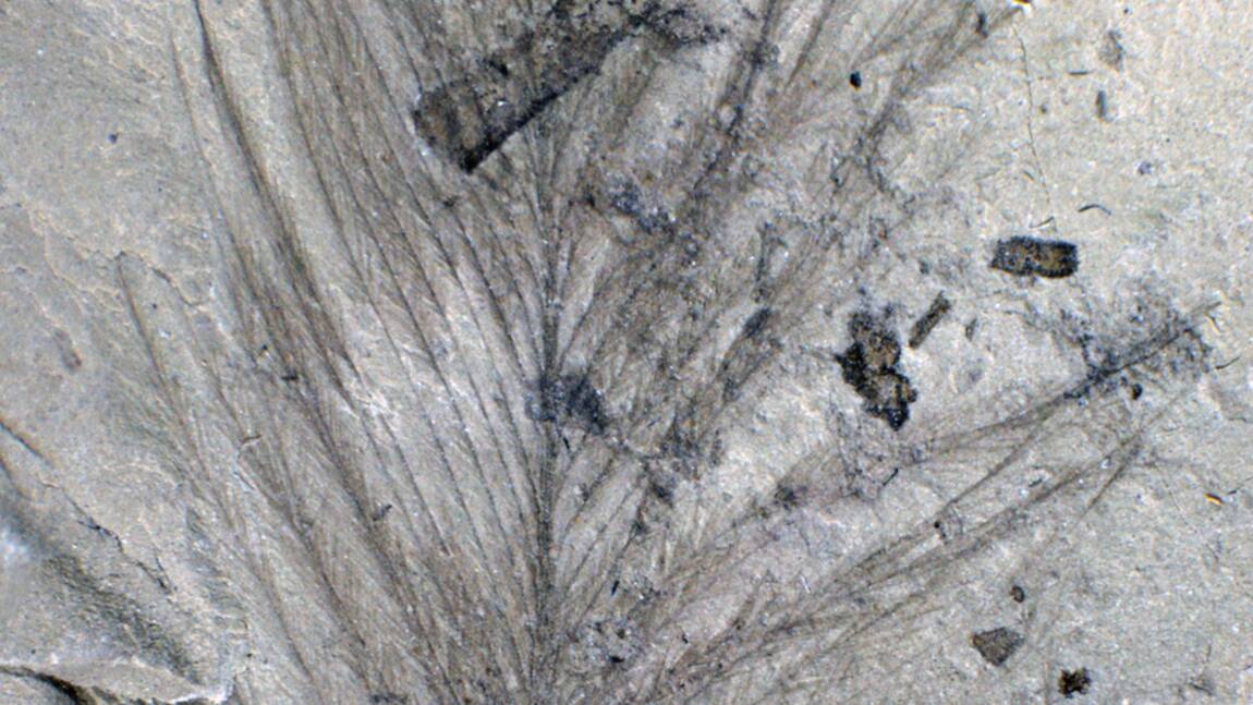 De rares plumes fossilisées de dinosaure découvertes en Australie