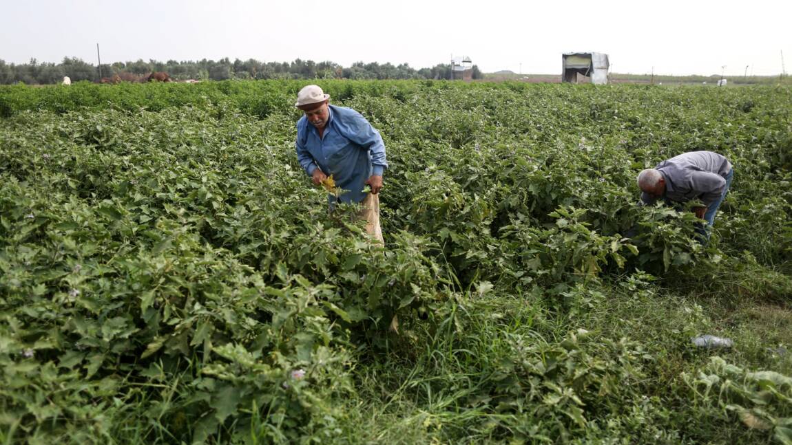 Gaza: des champs ravagés par les herbicides israéliens retrouvent une vie fragile