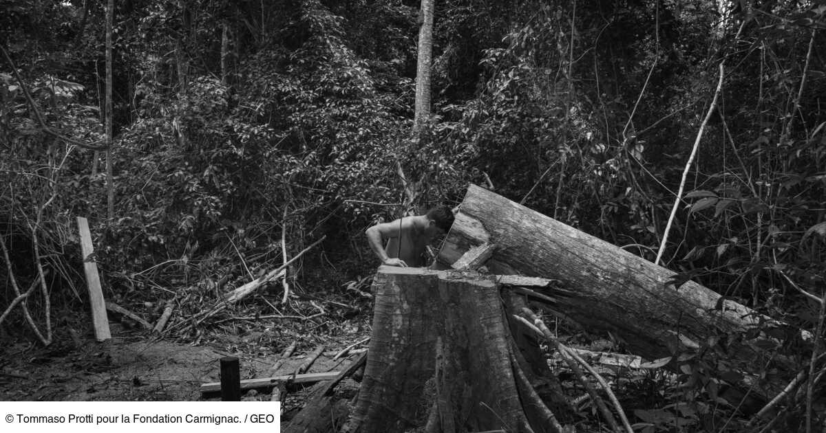 Amazonie Que Dit Cette Photo De La Deforestation Aujourd Hui Les Explications De Tommaso Protti Geo Fr