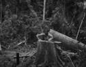 Amazonie : que dit cette photo de la déforestation aujourd'hui ? Les explications de Tommaso Protti