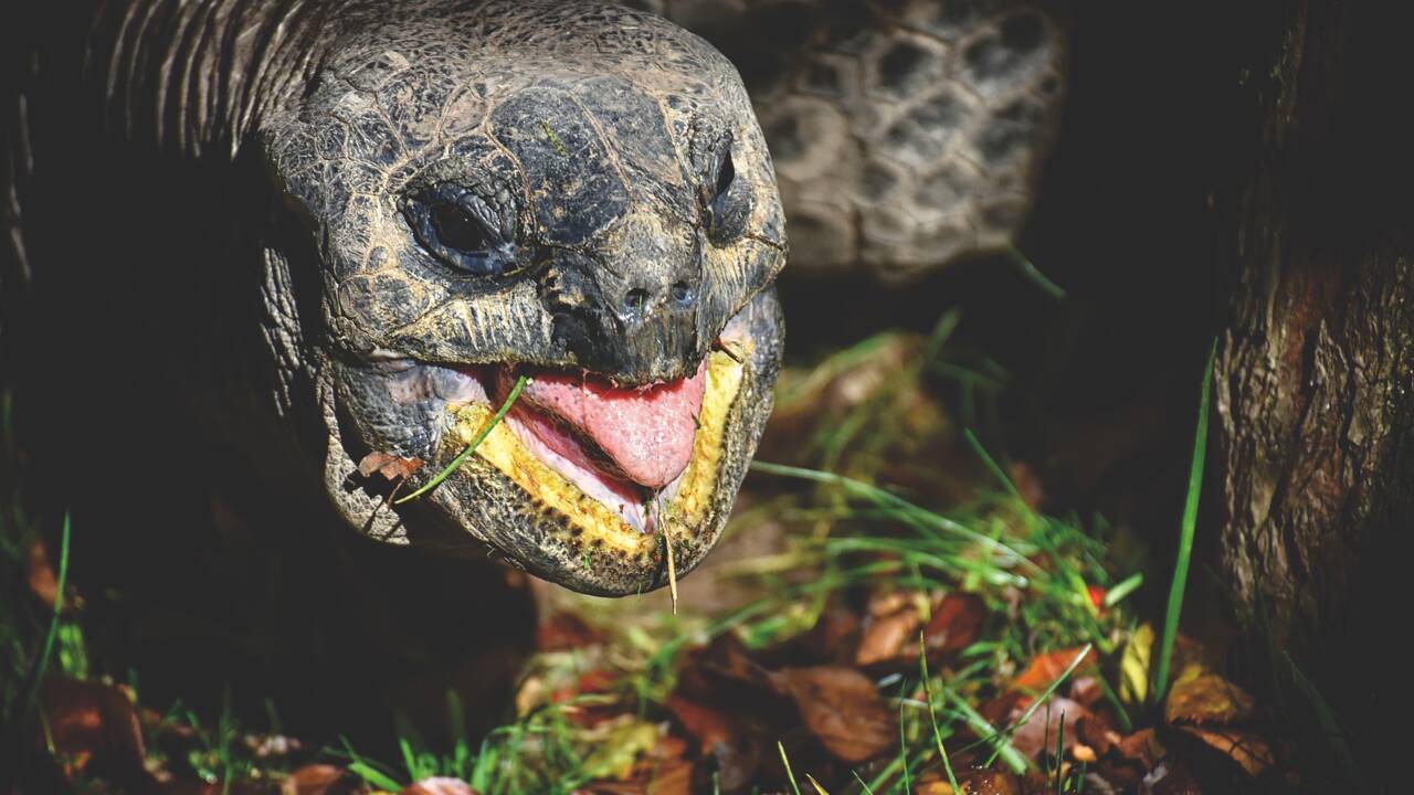 Une étude dévoile l'incroyable mémoire des tortues des îles Galápagos et des Seychelles