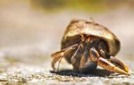All about hermit crab, shell stealer