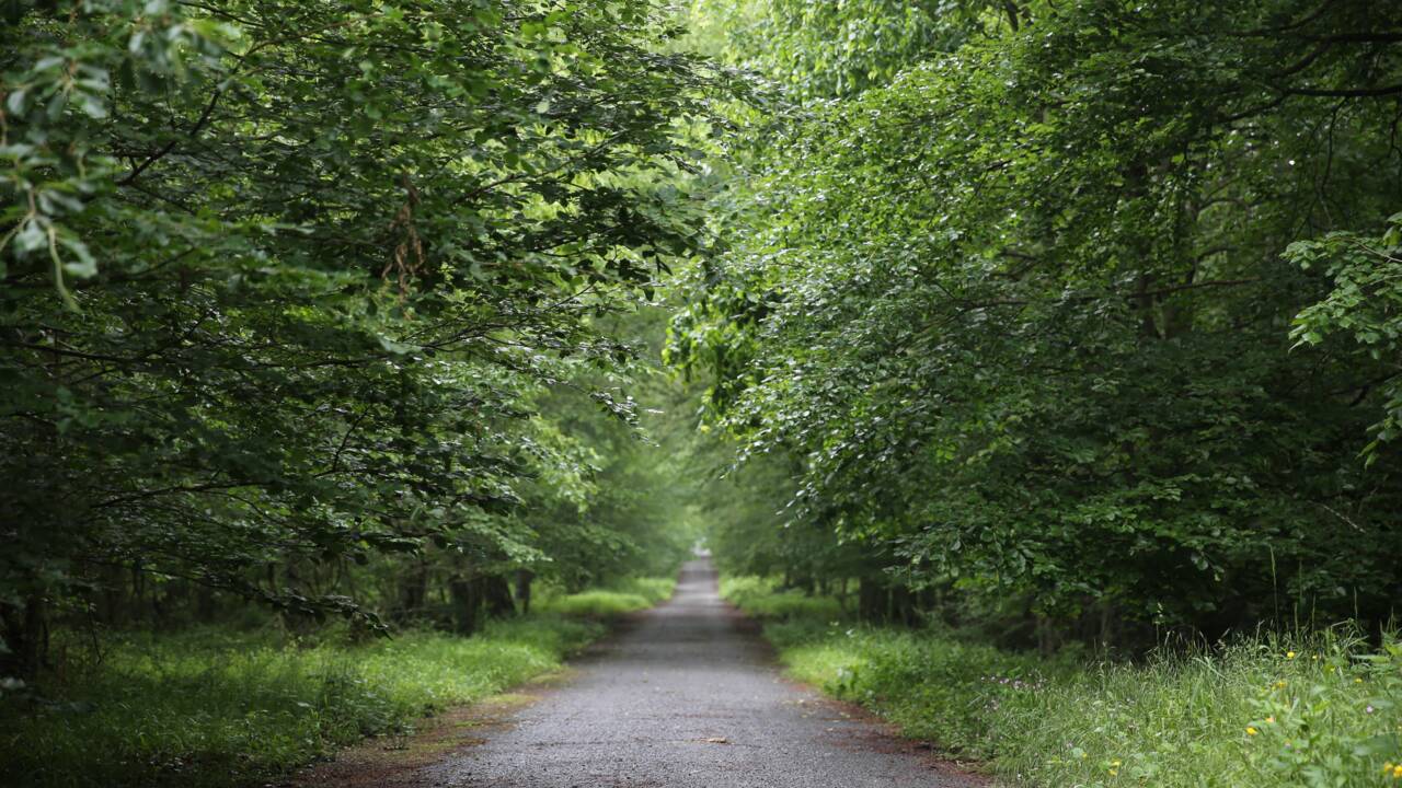 Une nouvelle forêt de 1350 hectares va bientôt voir le jour dans le Val-d'Oise