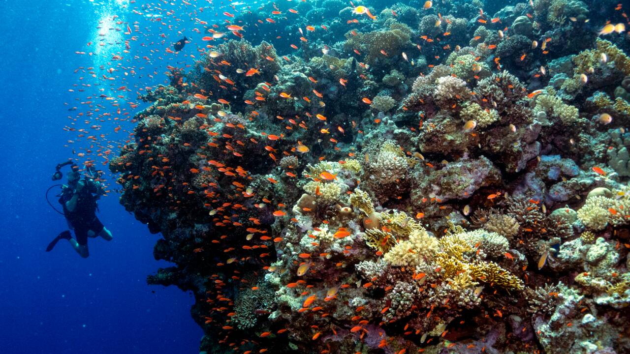 Déjà menacés, les océans en manque d'oxygène