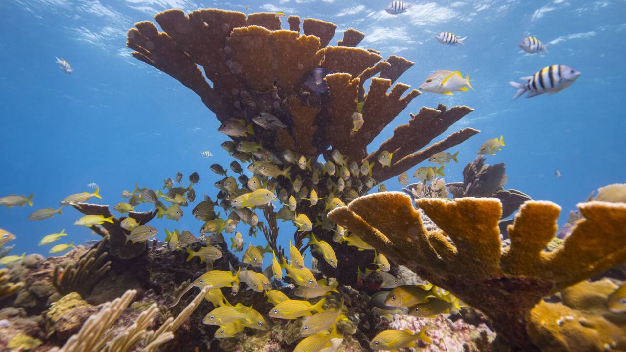 L'archipel de Palau dans le Pacifique interdit certaines crèmes solaires pour protéger ses coraux