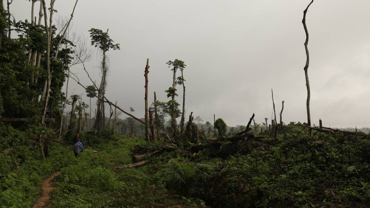Les forêts tropicales risquent bientôt d'émettre plus de CO2 qu'elles n'en captent
