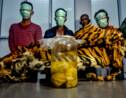 Indonésie: arrestation de contrebandiers avec la peau d'un tigre de Sumatra et quatre foetus