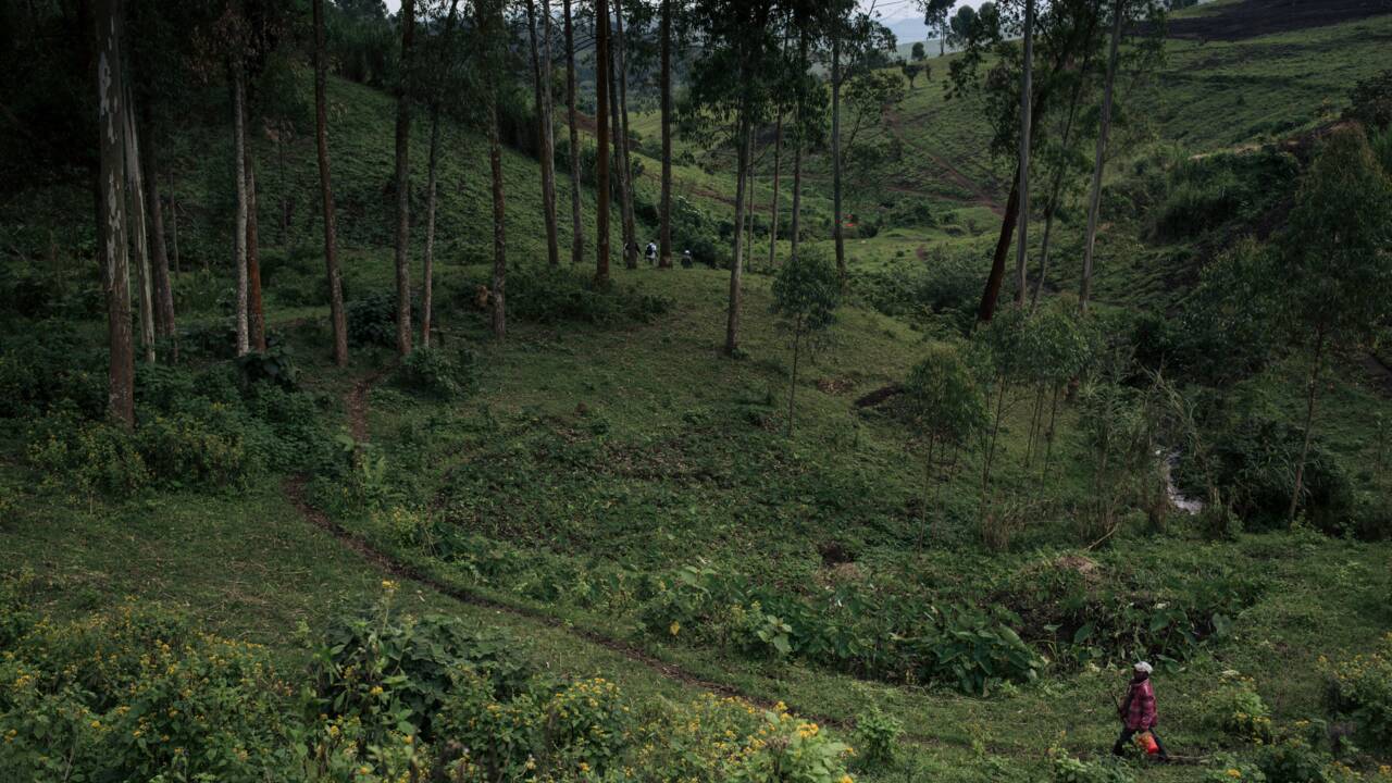 En RDC, le charbon de bois vital pour les foyers, mortel pour les forêts