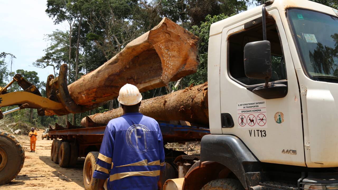 La RDC peine à protéger sa forêt tropicale, vitale pour le climat