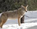 5 infos à savoir sur le coyote