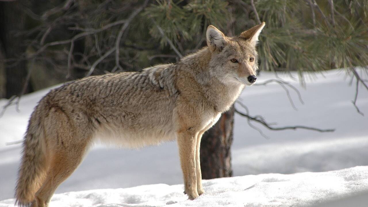 5 infos à savoir sur le coyote
