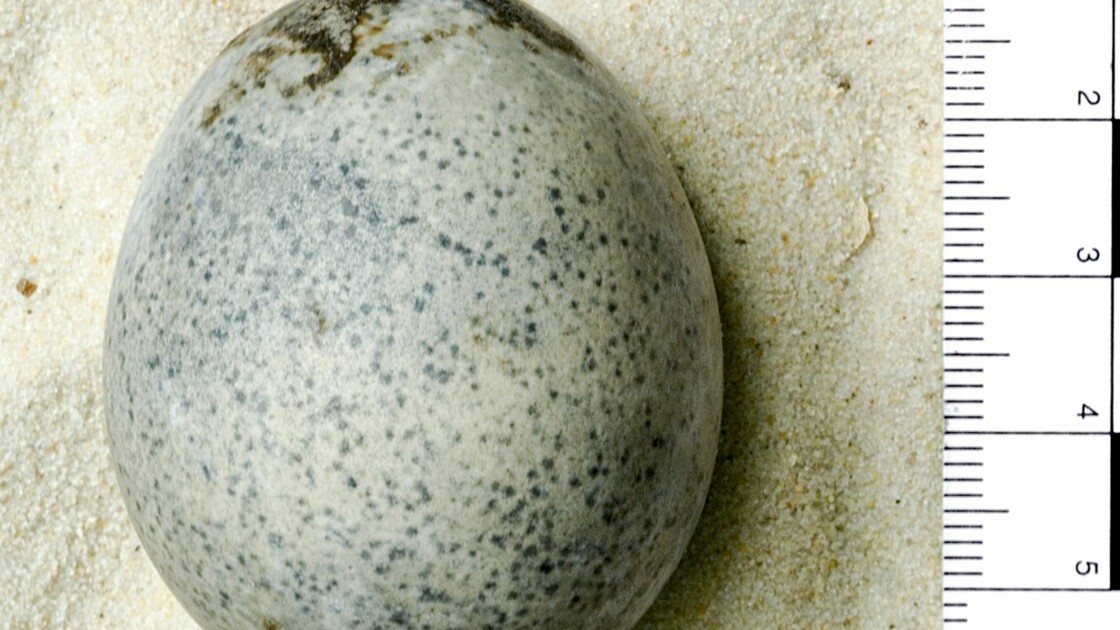 En Angleterre, des archéologues découvrent quatre œufs de poule millénaires… et en brisent trois par accident