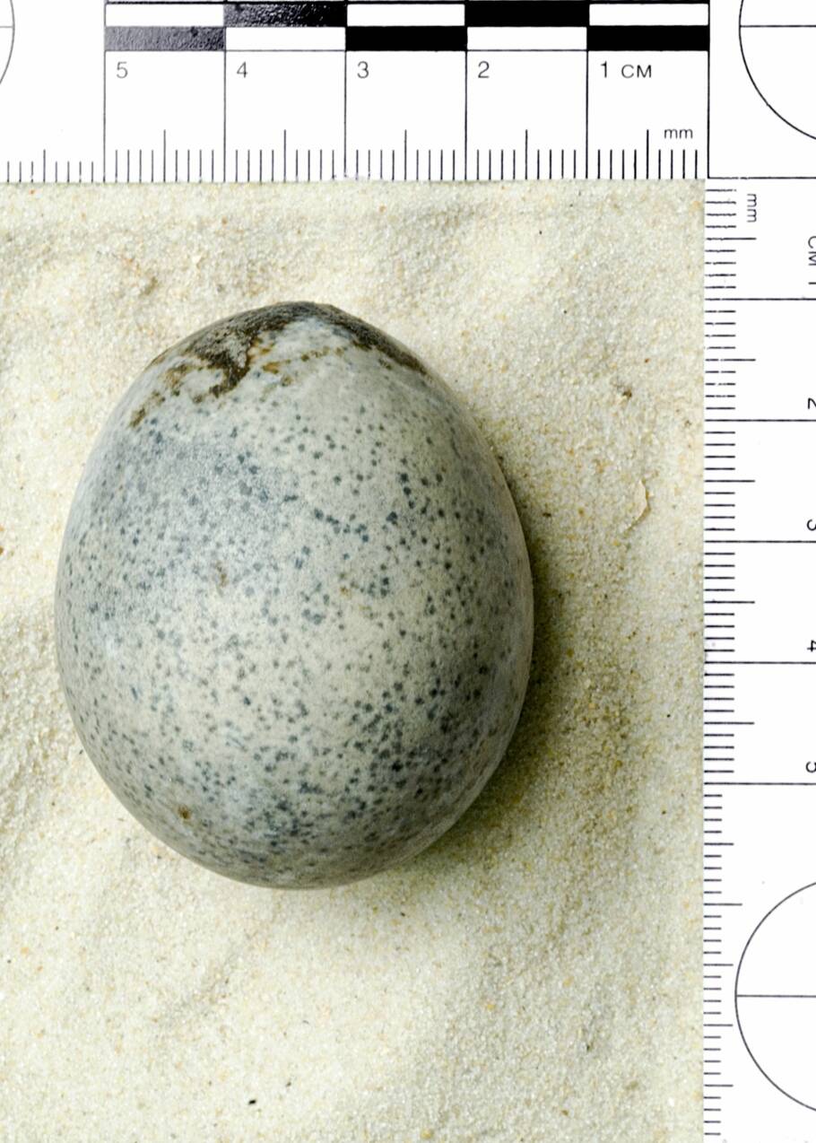 En Angleterre, des archéologues découvrent quatre œufs de poule millénaires… et en brisent trois par accident