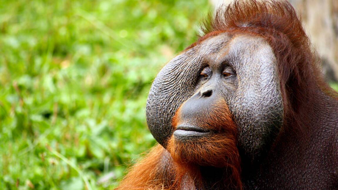 En Indonésie, des chercheurs tentent de comprendre le langage des orangs-outans