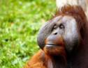 En Indonésie, des chercheurs tentent de comprendre le langage des orangs-outans