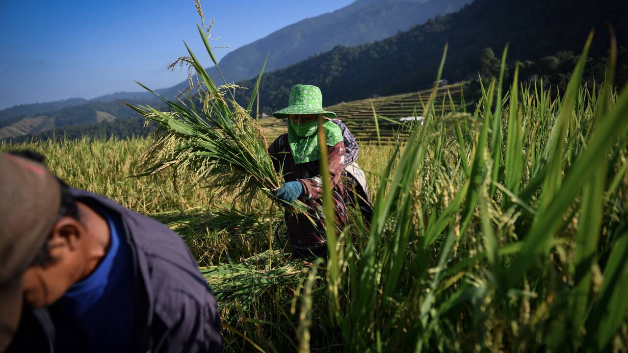 Arroser moins pour récolter plus: le riz thaï qui défie la sécheresse