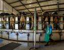 Plus de 500 bovins, la ferme "des 1.000 vaches" à l'amende