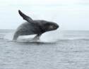 Canada: condamné pour s'être approché trop près d'une baleine