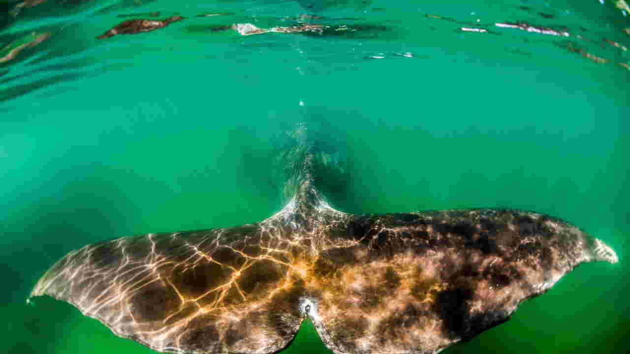 La baleine boréale, mammifère à la plus grande longévité, pourrait