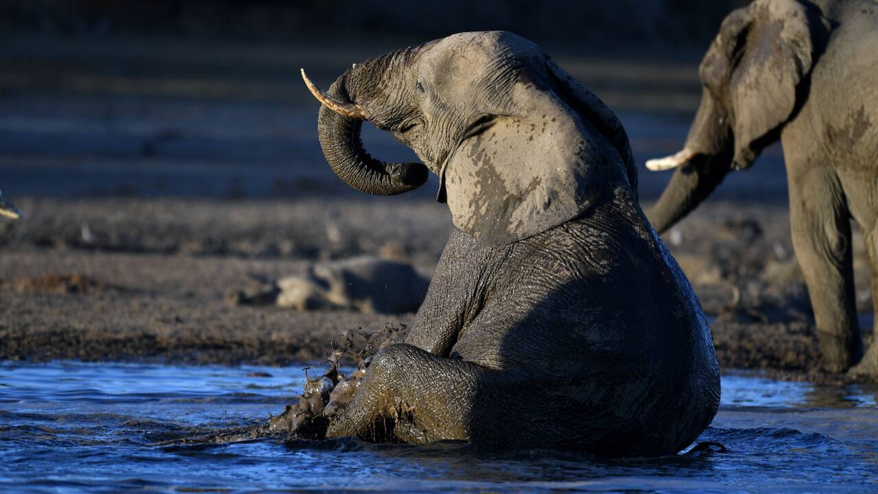 Le Botswana vend aux enchères des permis de chasse à l'éléphant
