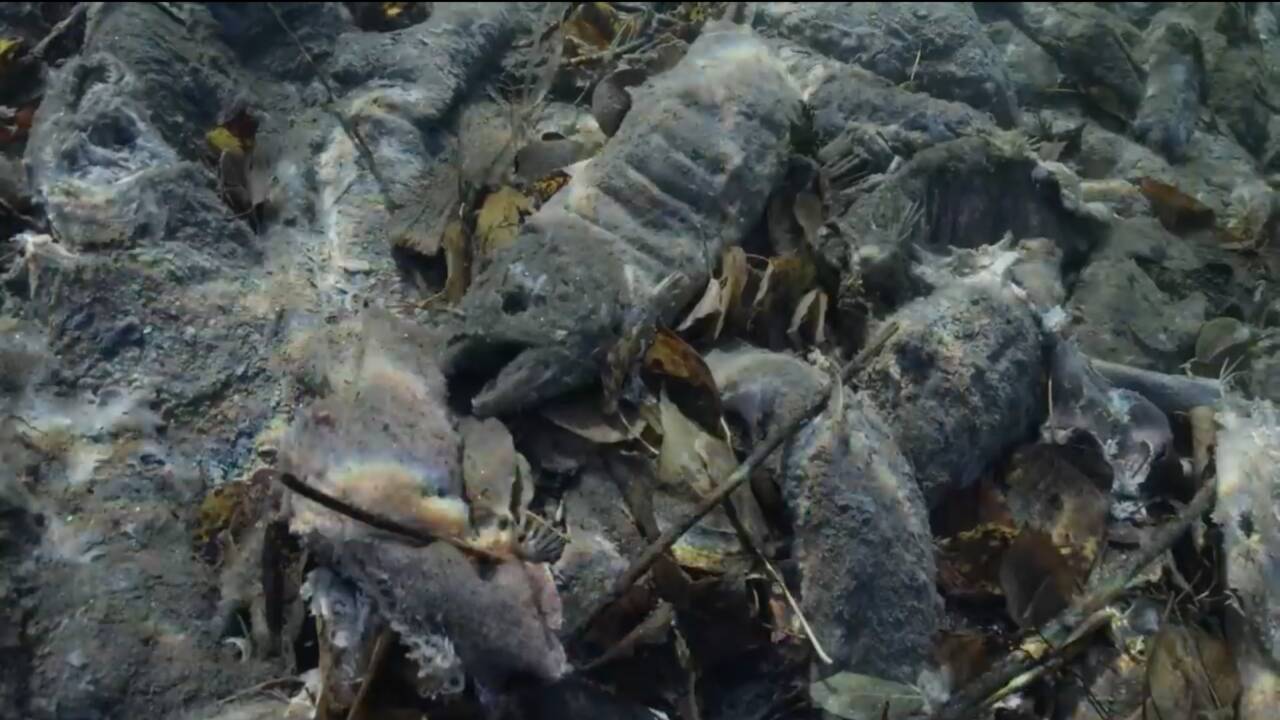 Artifishal, le film-choc qui va vous passer l’envie de manger du saumon