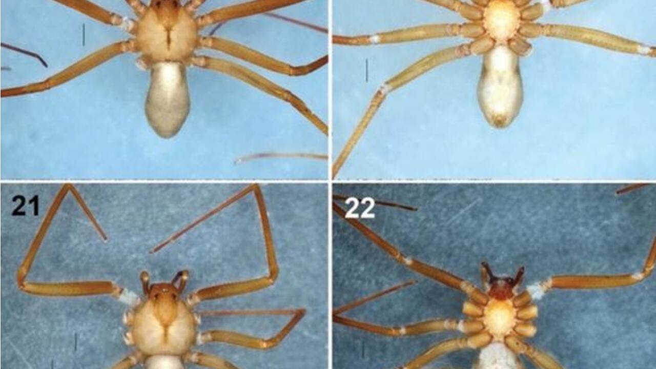 Une nouvelle araignée qui ronge la chair découverte au Mexique
