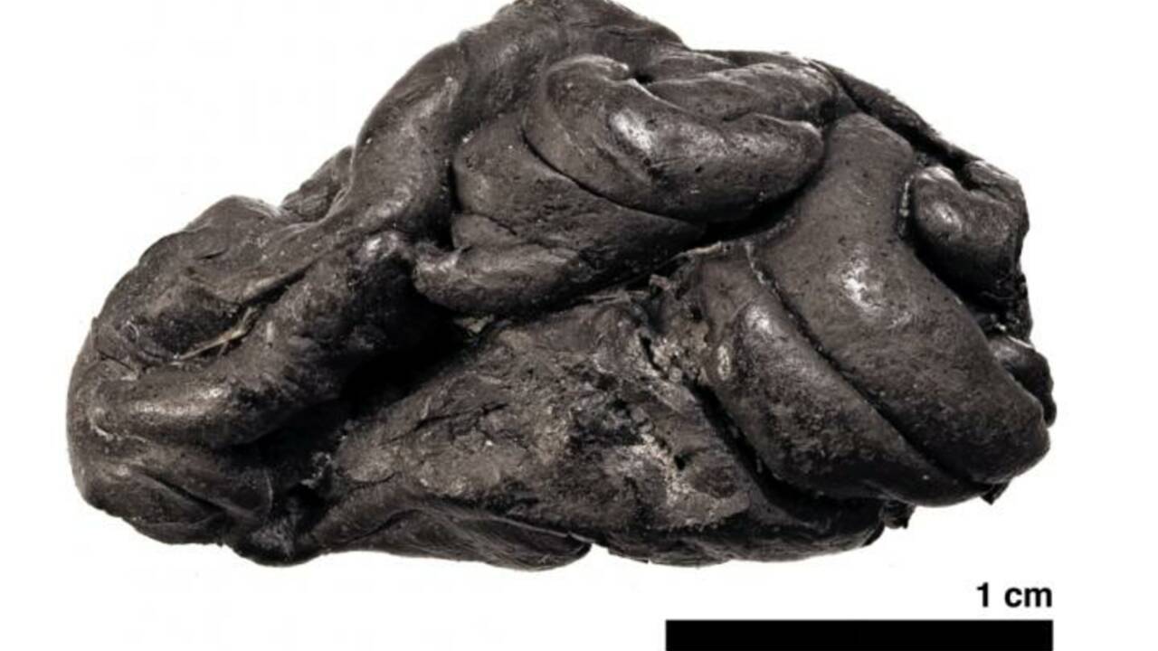 Un "chewing-gum" vieux de 5700 ans révèle le génome d'une chasseuse-cueilleuse