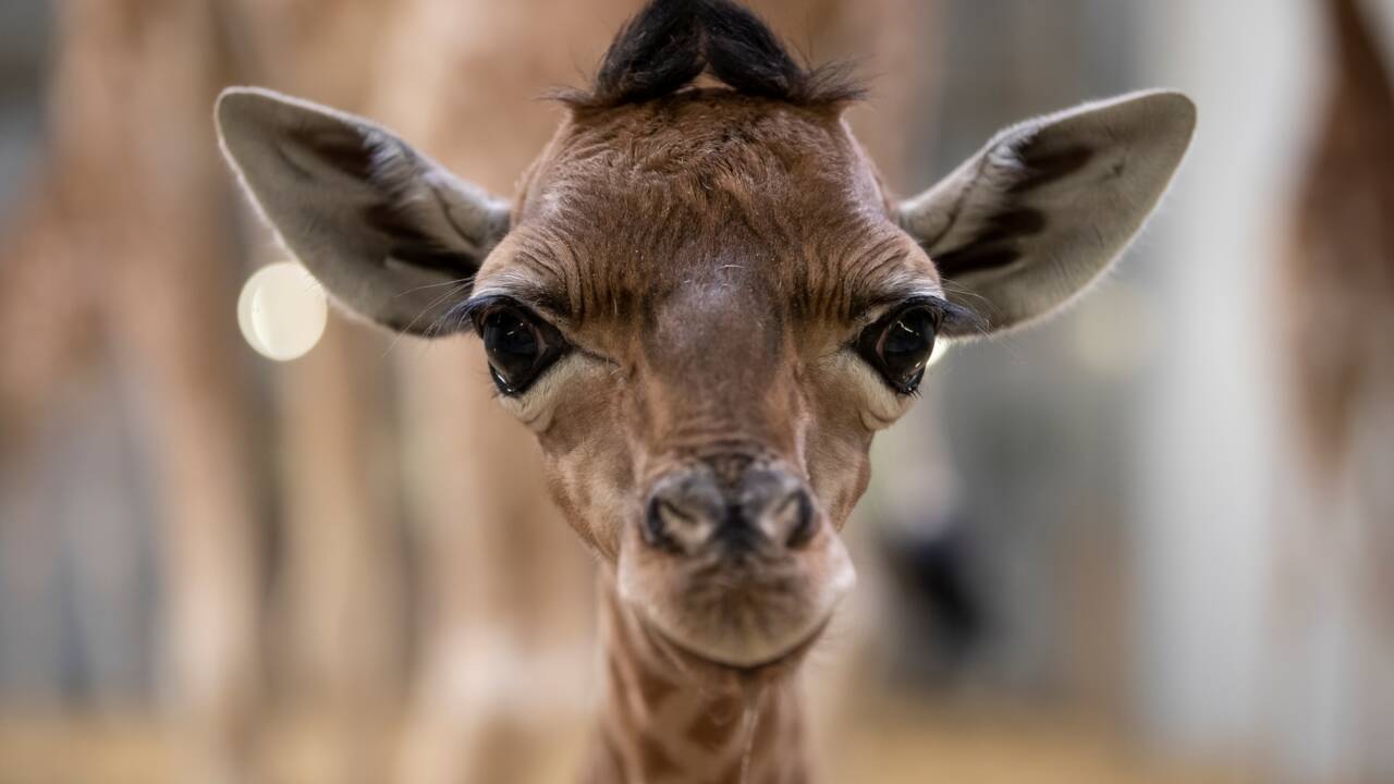 Acheter un zoo pour libérer les animaux : cherche 600.000 euros pour "pari fou"