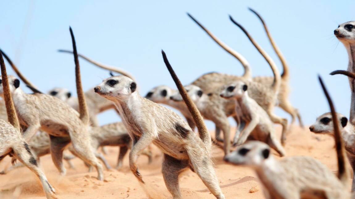 Pour défendre leur territoire, les suricates s'engagent dans une "danse de guerre"