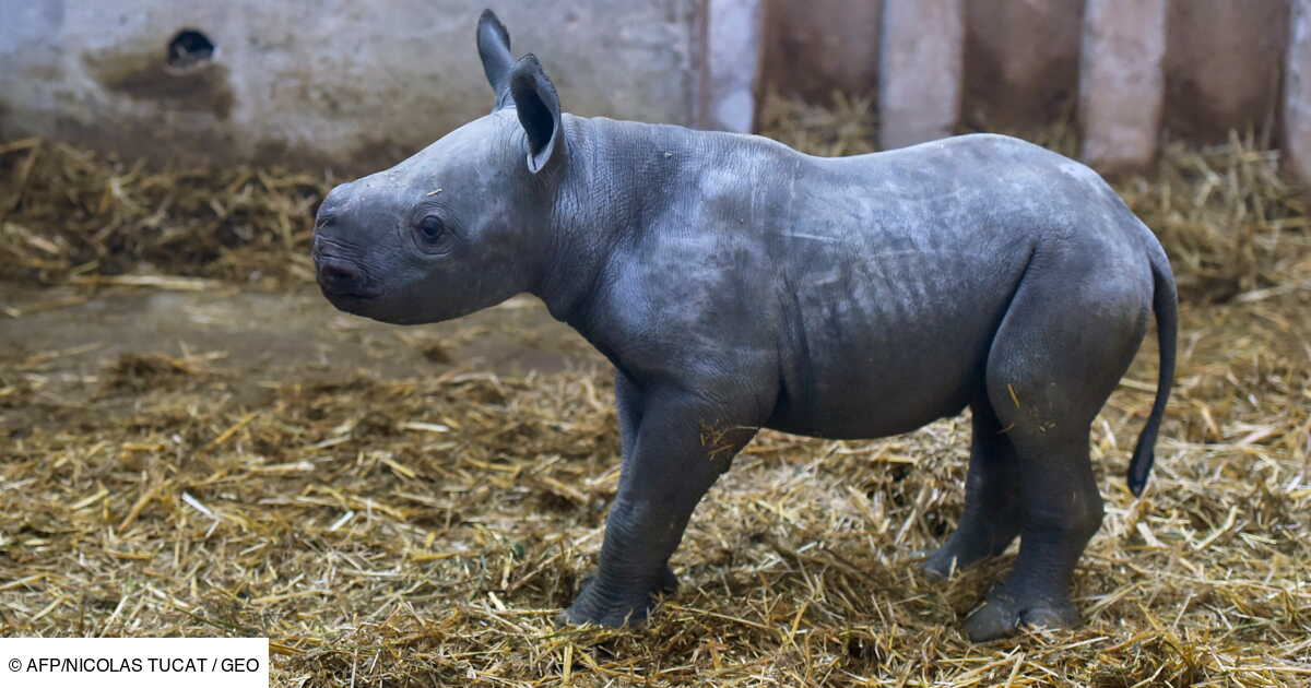 Bassin D Arcachon Naissance D Un Bebe Rhinoceros Noir Premiere En France Selon Le Zoo Geo Fr