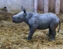 Bassin d'Arcachon : naissance d'un bébé rhinocéros noir, première en France selon le zoo