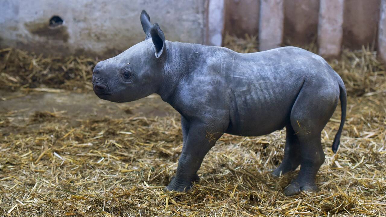 Bassin d'Arcachon : naissance d'un bébé rhinocéros noir, première en France selon le zoo