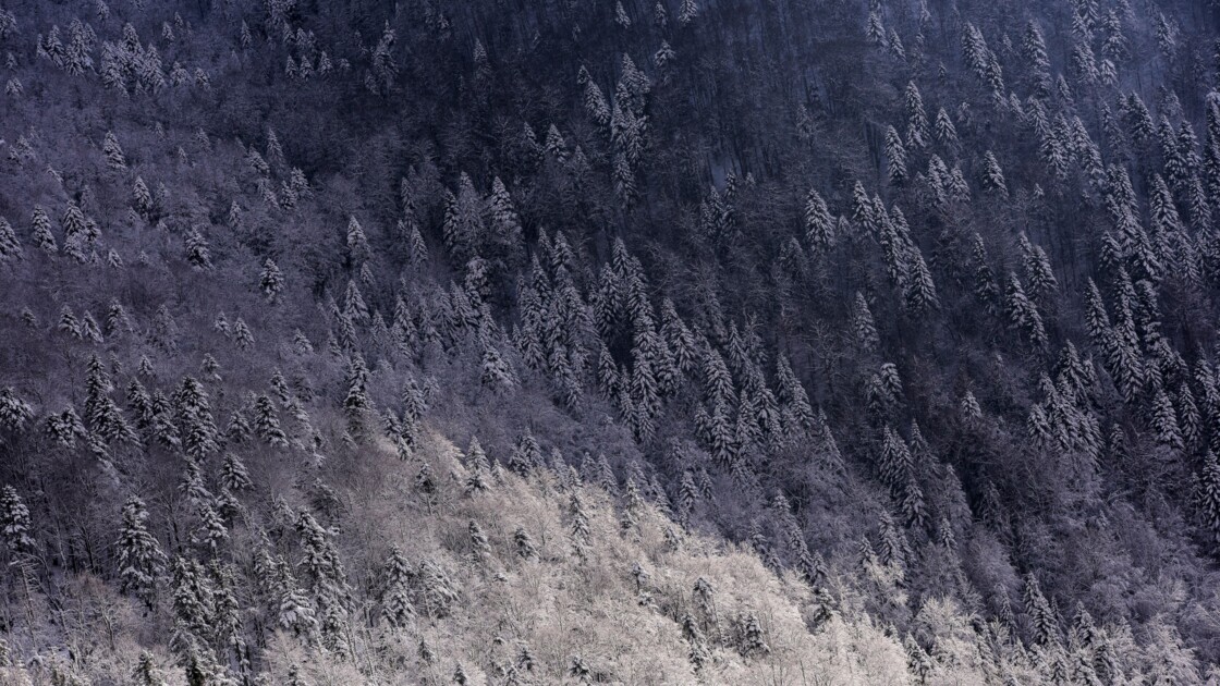 Des scientifiques pensent avoir découvert la plus vieille forêt du monde