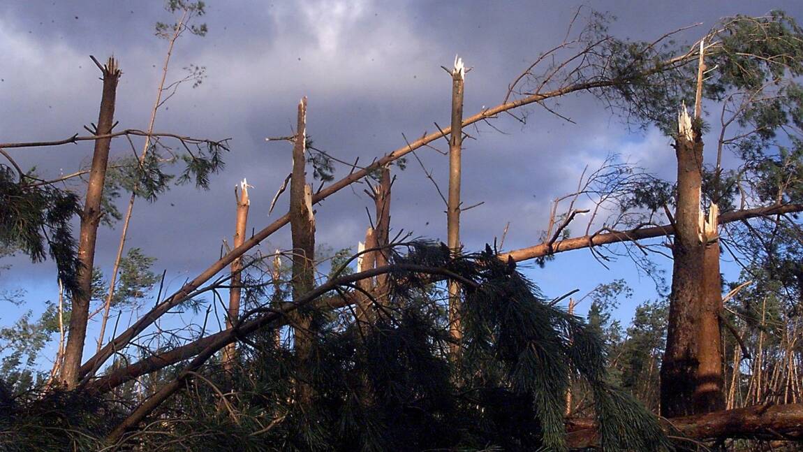 La tempête de 1999, "une rupture dans la pyramide des âges" de la forêt