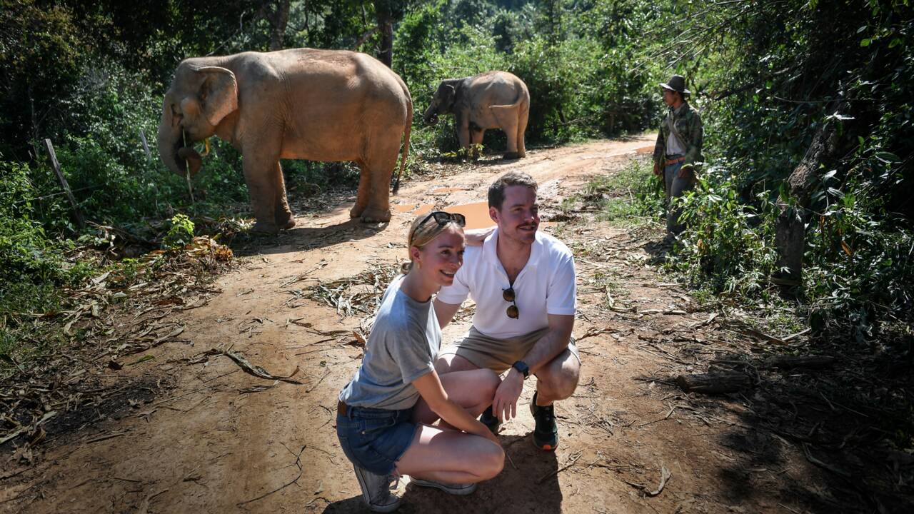 En Thaïlande, le sombre envers du décor pour les "éléphants à touristes"
