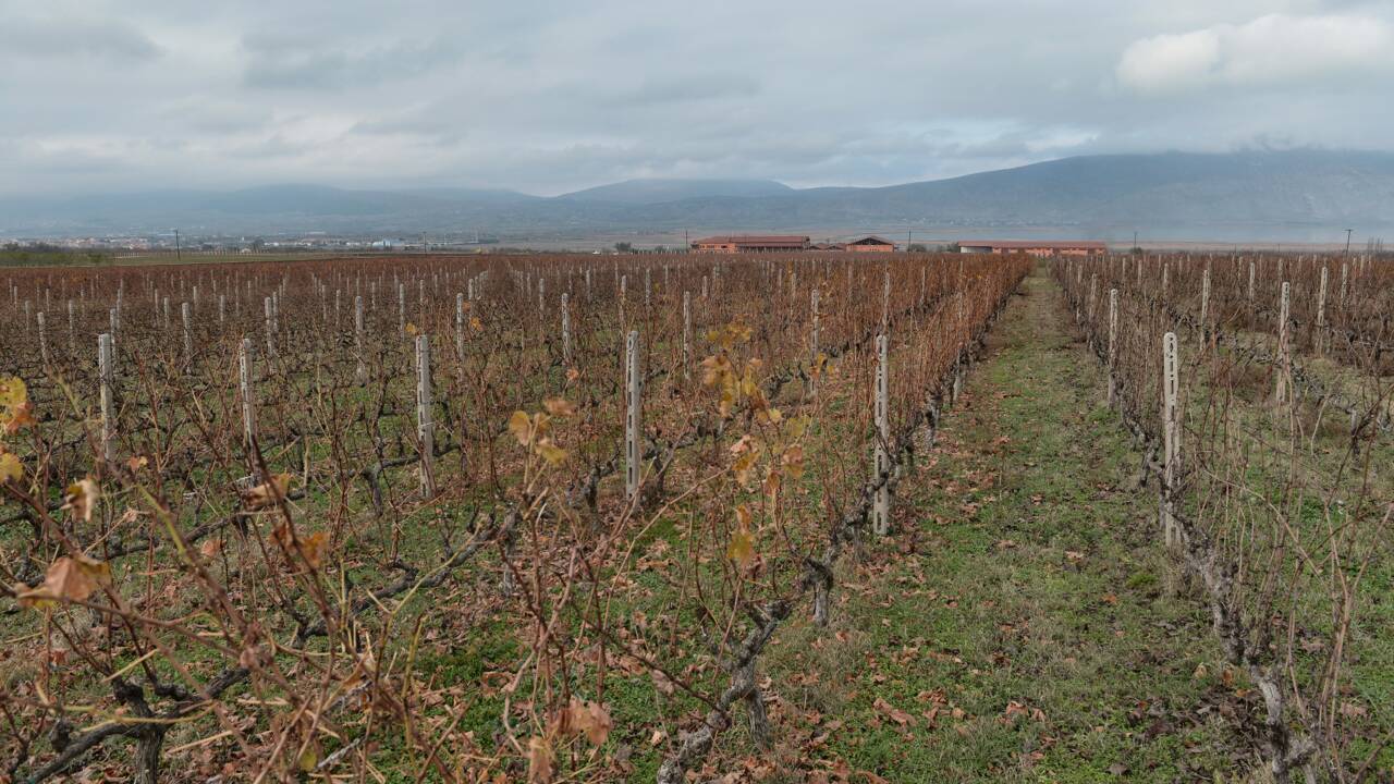 Dans les vignobles grecs, retour aux cépages locaux pour résister au réchauffement climatique