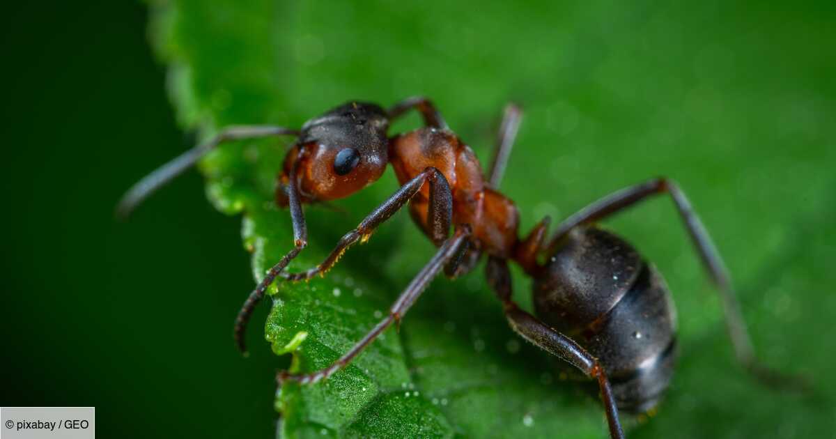 Les 5 Infos Insolites A Savoir Sur La Fourmi Geo Fr