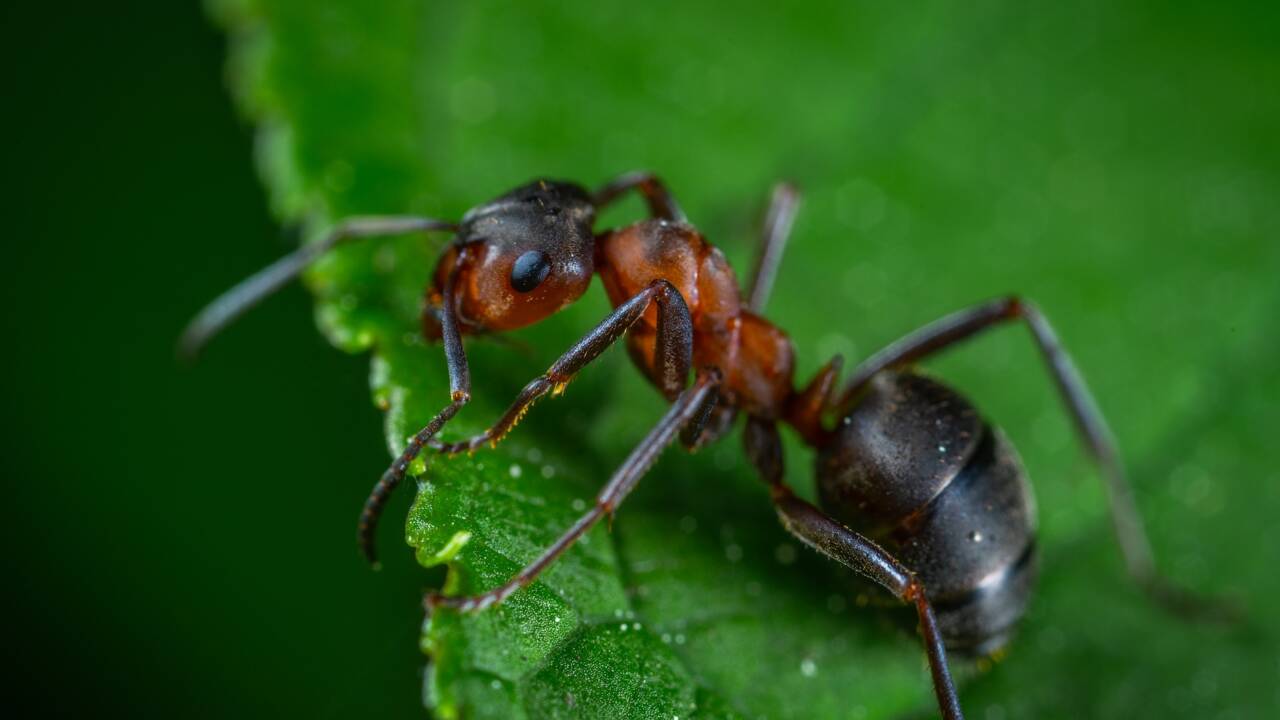 Les 5 infos insolites à savoir sur la fourmi