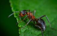 The 5 unusual facts to know about the ant
