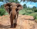 Elephant Haven, le sanctuaire pour éléphants, sera achevé en 2020 dans le Limousin
