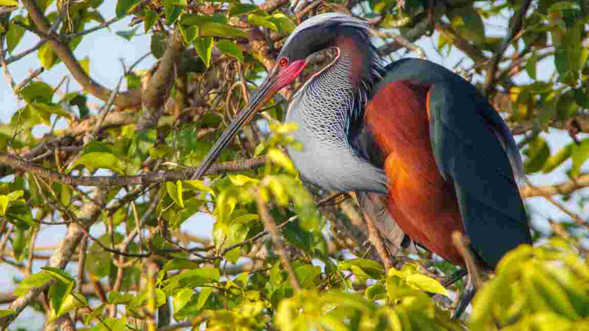 Les Plus Belles Photos De Faune Sauvage De 2019 De La Wildlife ...