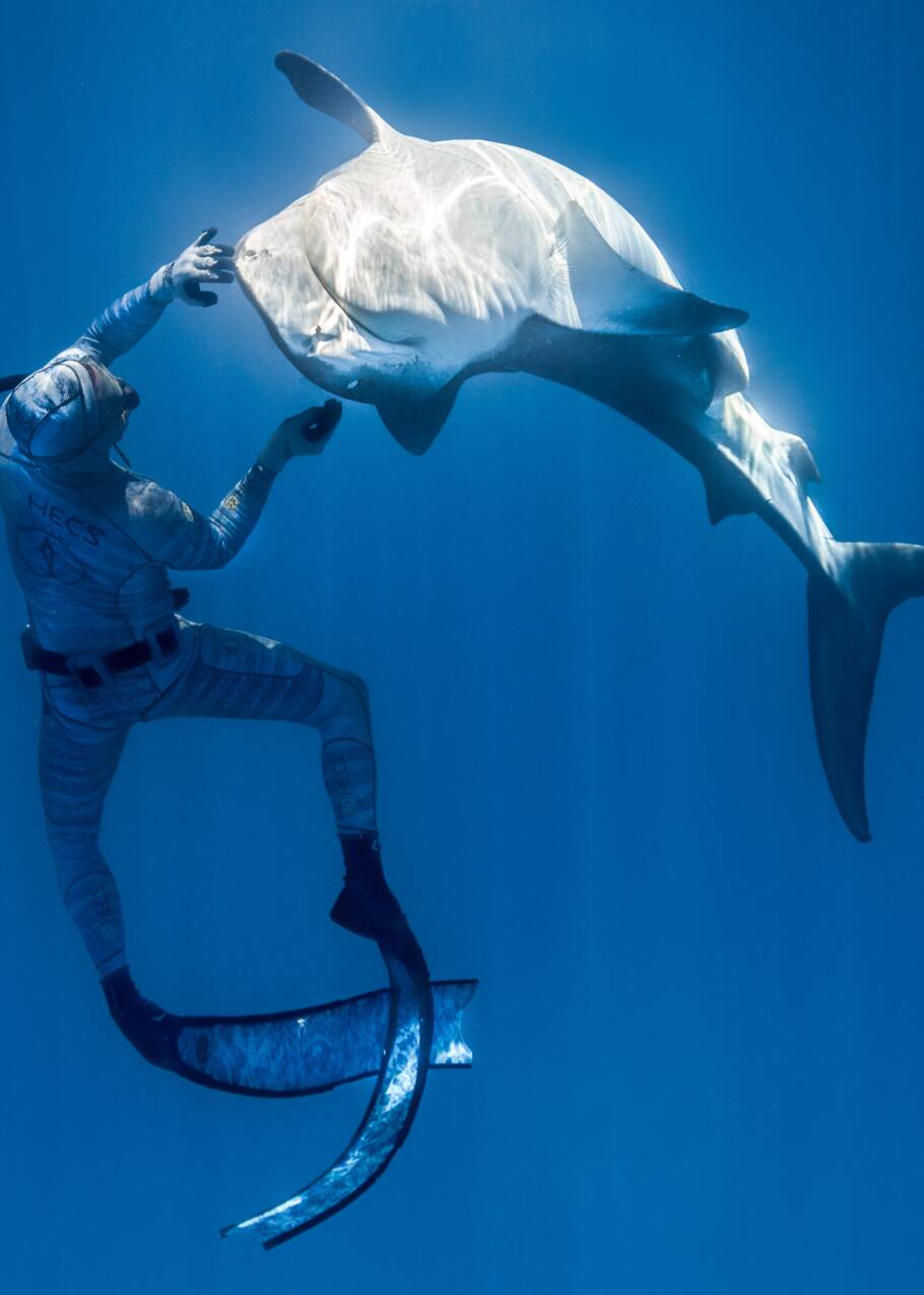 Polynésie : l'apnéiste Pierrick Seybald endort les requins-tigres